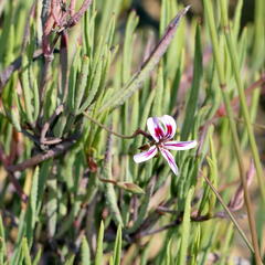Pelargonium laevigatum diversifolium