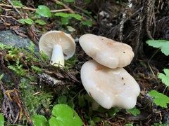 Lactarius pallescens