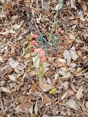 Eucrosia eucrosioides