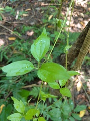 Clematis formosana