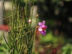Papilionanthe