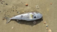 Lagocephalus spadiceus