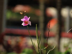 Papilionanthe