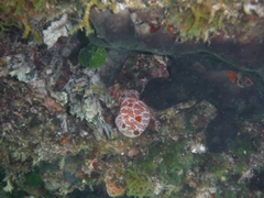 Aplidium elegans
