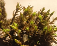 Vinealobryum nicholsonii