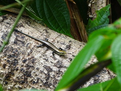 Copeoglossum