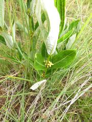 Fadogia homblei