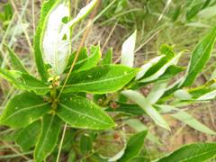 Fadogia homblei