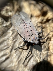 Lycorma delicatula