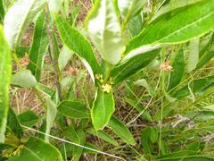 Fadogia homblei