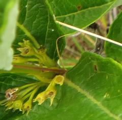 Fadogia homblei