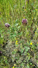 Trifolium dichotomum