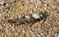 Mompha murtfeldtella