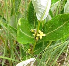 Fadogia homblei