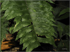 Hymenasplenium excisum