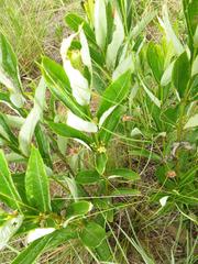 Fadogia homblei