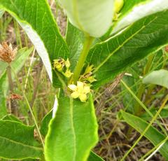 Fadogia homblei