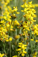Genista micrantha