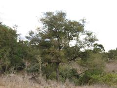 Combretum hereroense hereroense