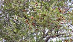 Combretum hereroense hereroense