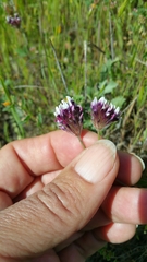 Trifolium dichotomum