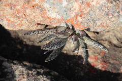 Adromischus filicaulis filicaulis