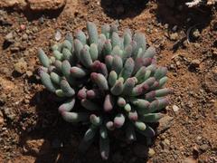 Mesembryanthemum resurgens