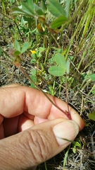Trifolium dichotomum