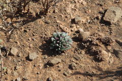 Mesembryanthemum resurgens