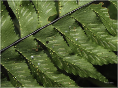 Hymenasplenium excisum