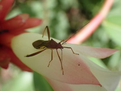 Riptortus linearis