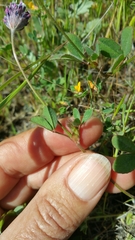 Trifolium dichotomum
