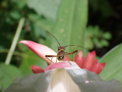 Riptortus linearis