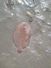Spottedfin Sole photo 2