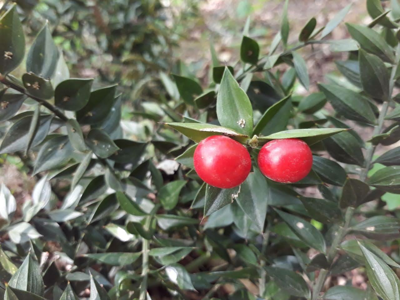Ruscus hyrcanus