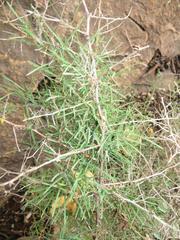 Asparagus angusticladus