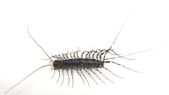 Allothereua