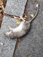 Rattus norvegicus