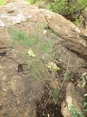 Asparagus angusticladus