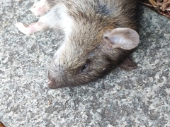 Rattus norvegicus