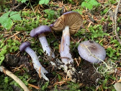 Cortinarius salor