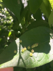 Celticecis celtiphyllia