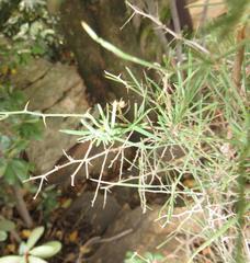 Asparagus angusticladus