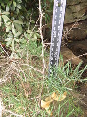 Asparagus angusticladus