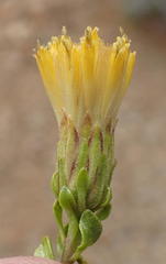 Pegolettia baccaridifolia