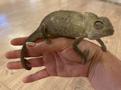 Chamaeleo chamaeleon recticrista