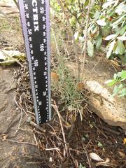 Asparagus angusticladus