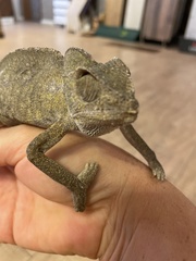 Chamaeleo chamaeleon recticrista