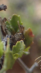 Pegolettia baccaridifolia