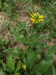 Rudbeckia californica